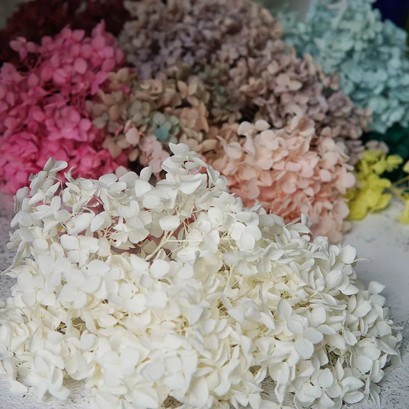 Preserved Hydrangea Flowers for DIY Crafts, Anna Floral Material in 5g, 10g or 20g Options for Resin Projects, Handmade Gifts and Home Decor