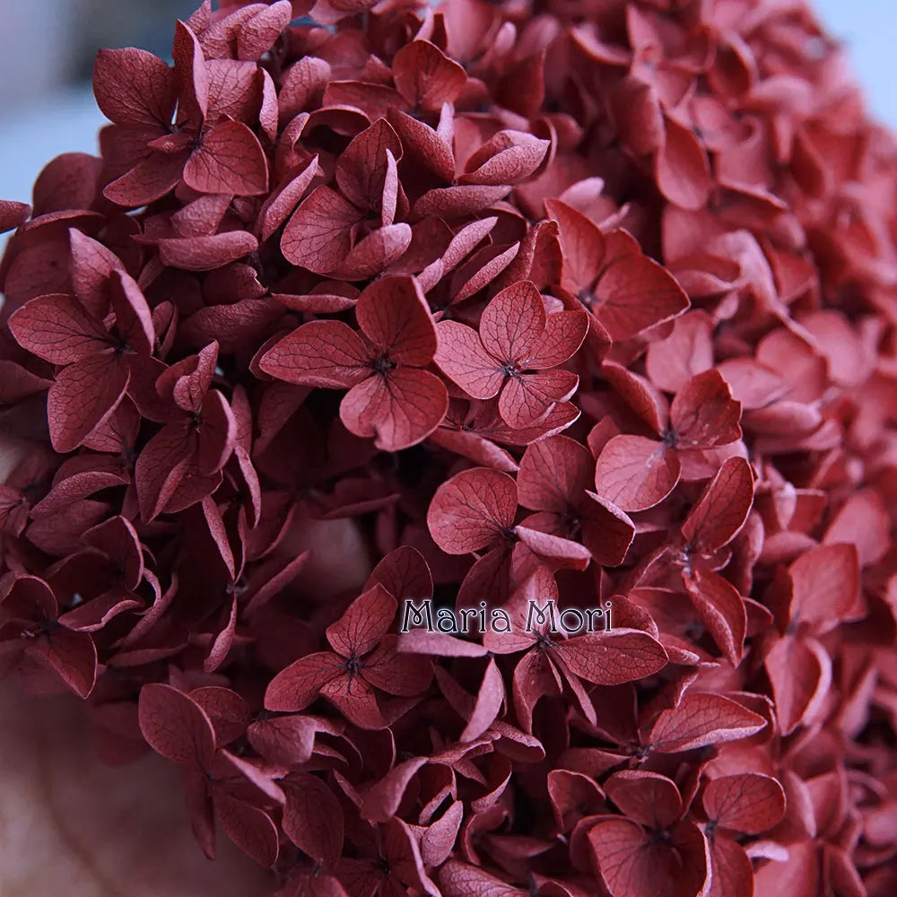 Preserved Hydrangea Flowers for DIY Crafts, Anna Floral Material in 5g, 10g or 20g Options for Resin Projects, Handmade Gifts and Home Decor