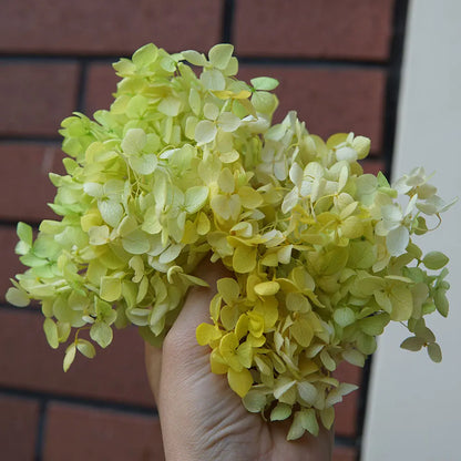 Preserved Hydrangea Flowers for DIY Crafts, Anna Floral Material in 5g, 10g or 20g Options for Resin Projects, Handmade Gifts and Home Decor