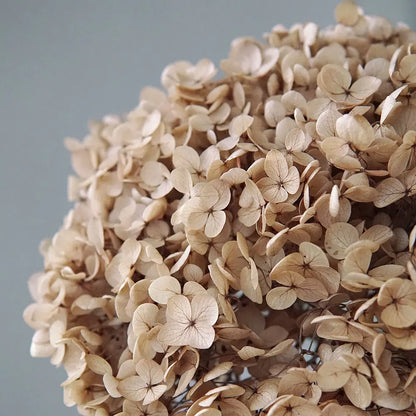 Preserved Hydrangea Flowers for DIY Crafts, Anna Floral Material in 5g, 10g or 20g Options for Resin Projects, Handmade Gifts and Home Decor