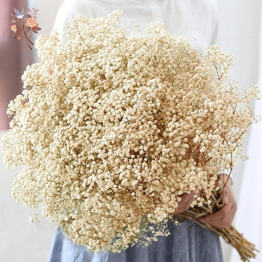 Dried Baby's Breath Bouquet 60g, Natural Gypsophila Flowers for Wedding Centerpieces, Home Table Decor and Valentine's Day Gifts